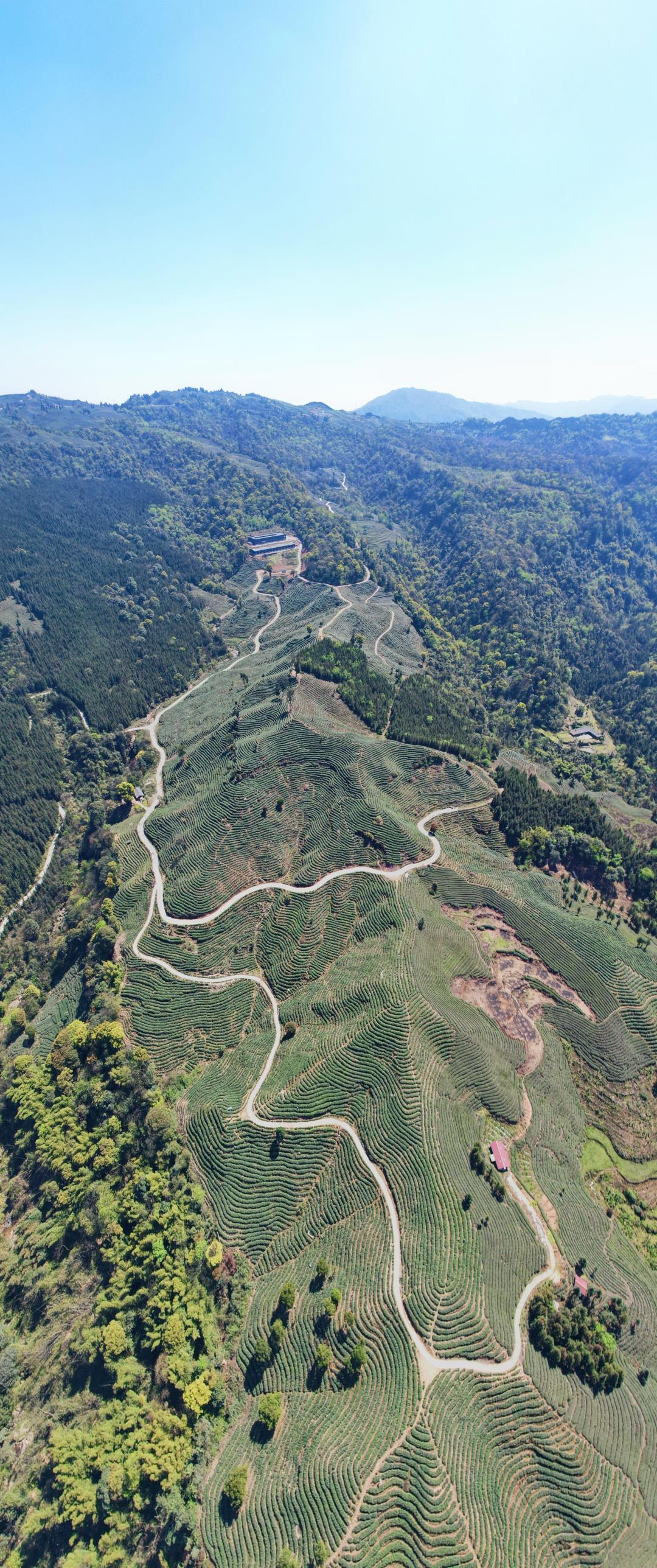 蕨溪镇：满园飘香 明前茶采摘忙